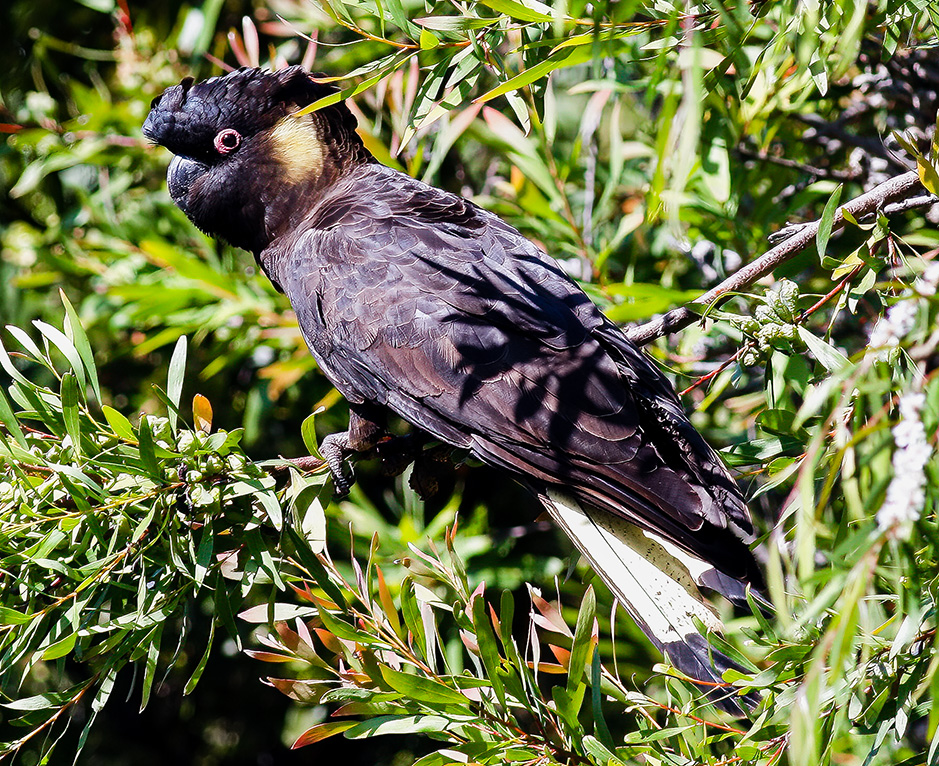 Yellow-tailed black cockatoo in one of the hakeas at Grampians Paradise Camping and Caravan Parkland